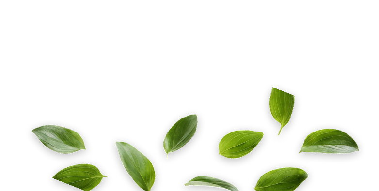 Leaves top